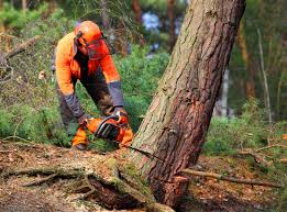 Botkins, OH Tree Removal and Landscaping Services Company